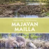 Majavan mailla